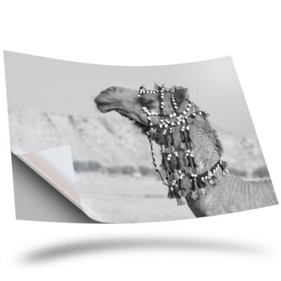 Sticker Silver Camel 1 x Vinyl Sticker A2 - BW - Decorated Camel in the Desert #42648 | eBay UK