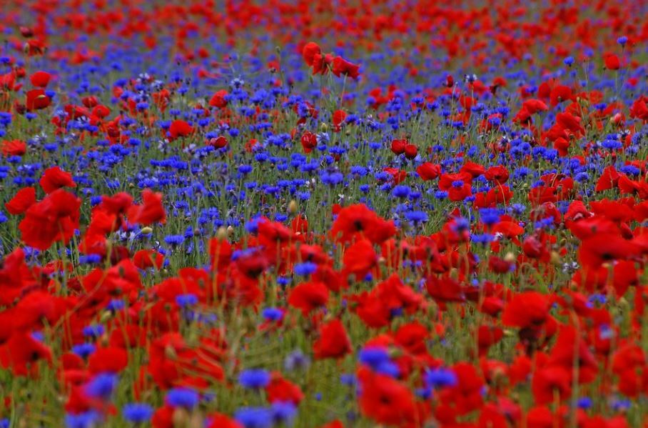 20m² Mohn- und Kornblume Mohnwiese Samen Klatschmohn Blaue Kornblume