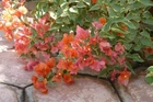 Bougainvillea - 'Orange King'