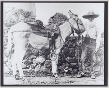 PANIOLO & KONA NIGHTENGALE DONKEY, BIG ISLAND HAWAII 1880's  PHOTO ON 8X10" MATT