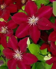 20 SEEDS For Deep Red CLEMATIS rare flower exotic vine bush plant USA Seller