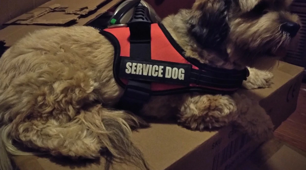 Ebay service cheap dog vest