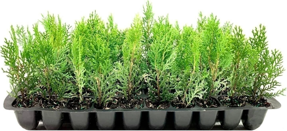 Thuja Shrubs, Bushes&Hedges for sale | eBay