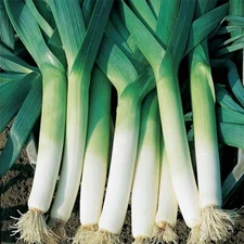 Leek Seeds 200+ American Flag Vegetable Garden Heirloom NON-GMO FREE SHIPPING