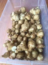 3 LBS  Organic Tubers White Mammoth Sunchoke / Jerusalem Artichoke Dug Fresh