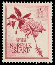 NORFOLK ISLAND 36 - Fringed Hibiscus "Hibiscus schizopetalus" (pc11668)