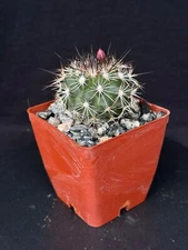 Turbinicarpus horripilus, cactus plant