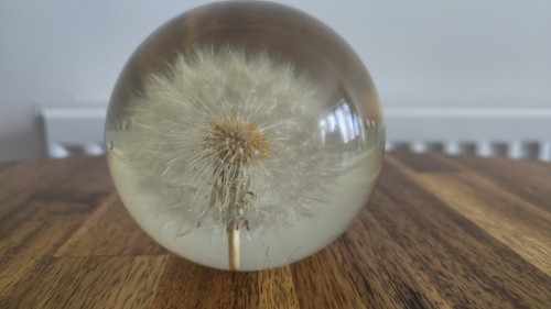 Früher Hafod Grange walisischer Plexiglas Pusteblume Briefbeschwerer grau Blume Symbol - Bild 12 von 12