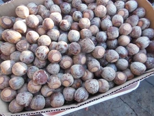 16 LBS 2025 Red Oak Acorns - Perfect for planting, deer feed etc..