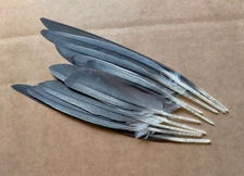 Fly tying / Native crafts / art / cards - Cockatiel primary wing feathers