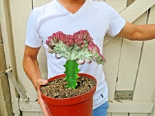 Variegated Lactea Cristata Grafted Cactus
