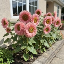 100 Pink Teddy Bear Sunflower Seeds Unique Fluffy Blooms for Garden Beds