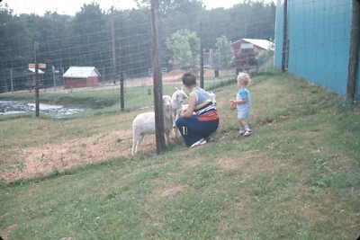 1970s Mom Kneeling Feeding Goats Toddler Petting Zoo Animals Vintage 35mm Slide