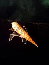 Vintage Oxymeris Maculata Sea Shell - 119mm Beautiful Specimen 