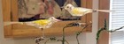 Two yellow-winged Songbirds, on Clips, Spun Glass Tails.  1960s W. German  Orns. — photo 4