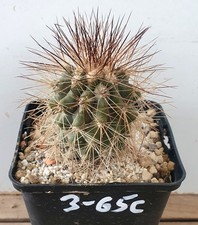 Copiapoa krainziana fa brunispina sulle proprie radici (3-65c)