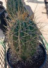 Argentine Saguaro Very Fat Stem 151