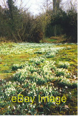 Photo 6x4 Snowdrops on the Footpath to West Clandon Harbinger of spring o c2001