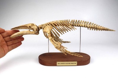 15in Length Megaptera novaeangliae Statue Skeleton Model Animal Model Display