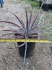 Dyckia for sale | eBay