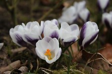 10x Crocus Species PRINS CLAUS Spring Flowering Bulbs Autumn Planting