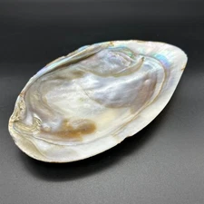 Alewife Floater Clam Sea Shell Pearlescent Glow 7 inch