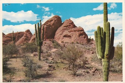 DESERT BEAUTY, GIANT CACTUS, ARIZONA ~ USED ~ POSTED ~ DATE ON CARD 1982