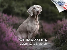 Weimaraner Dog Breed Calendar 2026 12x18 Made in USA