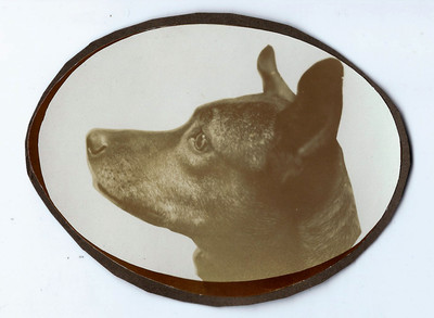 profile dog portrait photograph circa 1930 dog photo dog 