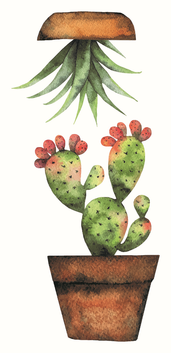 gymnocalycium chubutense Gymnocalycium chubutense – Serres Lavoie main image 1