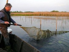 1 St&uuml;ck, Aal ger&auml;uchert, 450-500g. R&auml;ucherfisch, Steinhuder R&auml;ucheraal Fische