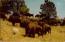 Black Hills South Dakota SD : PARK SCENE d/13 AV1104