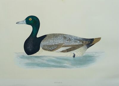 um 1850 antiker Vogeldruck SCAUP von B. Fewcett / A.F. Lydon