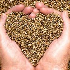 Sterilized Hemp Seed 2LB Bird Food High Protein, Omega-6. Songbirds Chickens