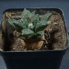 Picture 2 of 7