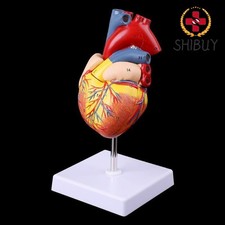 1: 1 Disassembled Anatomical Human Heart Model Anatomy Teaching Model