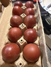 Championship SOP Black Copper Marans hatching eggs. 10 Eggs FOAM PACKAGING