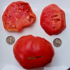 Marianna's Peace - Delicious Beefsteak -+25 Fresh Seeds  10% off 3 or more items