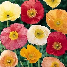 1,000 Iceland Poppy Seeds for Planting