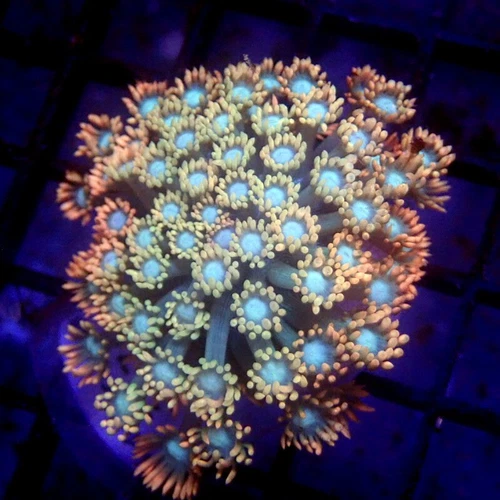ULTRA Orange & Pink Goniopora WYSIWYG - Indigo Corals - IC 3676 - Goni