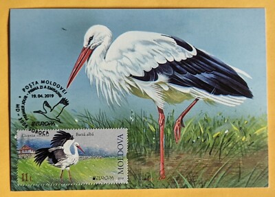 Maximum Card. Fauna/ Birds/ White Stork ( Ciconia Ciconia). Moldova 