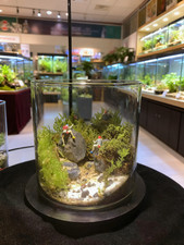 Live Moss Terrarium in Glass Jar Mini Bioactive Mossarium with Stone  Tiny Figu