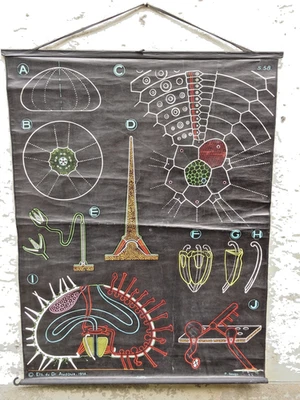 Ancienne affiche scolaire Dr Auzoux  Sougy 1958  S58  l'oursin - Photo 1/4
