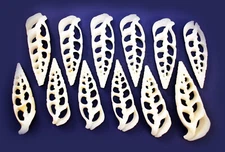 24 Center Cut White Cerithium Shells 1 1/2"- 2"  Coastal Arts Crafts Bech Decor