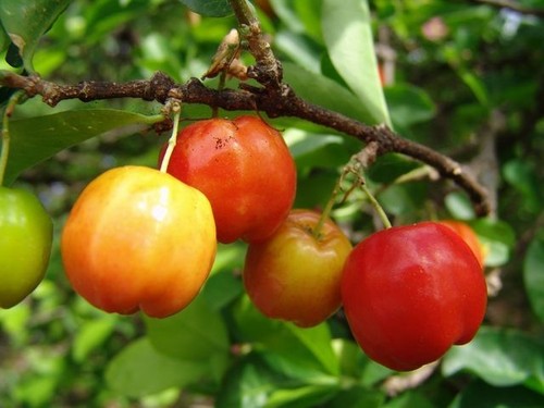 Barbados-Cherry (Sơ-ri Gò Công) Tropical Fruit Trees - Picture 1 of 5