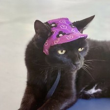 Cat Hat Purple Flowers - Cap Brim Bonnet Sun Summer Baseball Photo Prop Clothes