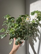 Begonia shepherdii/dregei, small leaves spotted with silver, small white flowers