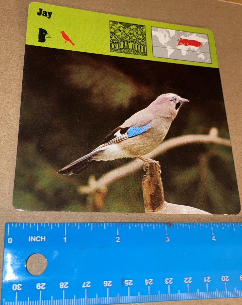 Vintage 1976 Animal Card - Jay - Printed In Japan | eBay