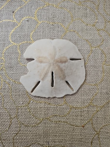 NATURAL 5 SAND DOLLARS SHELLS - Picture 9 of 17