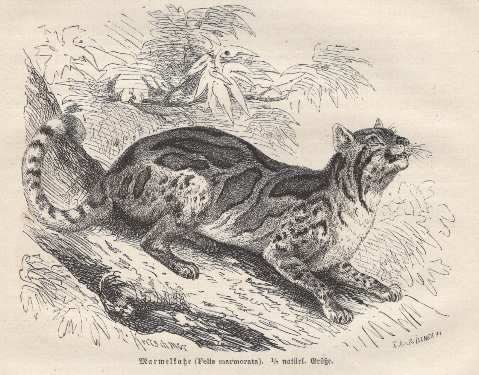 1883 Brehms Thierleben Wood Engraving Marbled Cat Original Antique Book Print